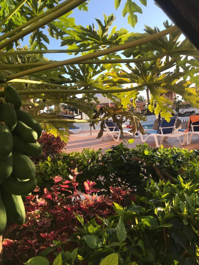 Apartamento Las Vistas Beach - Tenerife Royal Gardens Playa de las Americas  Exterior photo